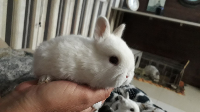 Netherland Dwarf - Foto 3