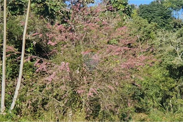 TERRENO EM ÁREA RURAL RECANTO VERDE DONA MARIANA - Foto 5