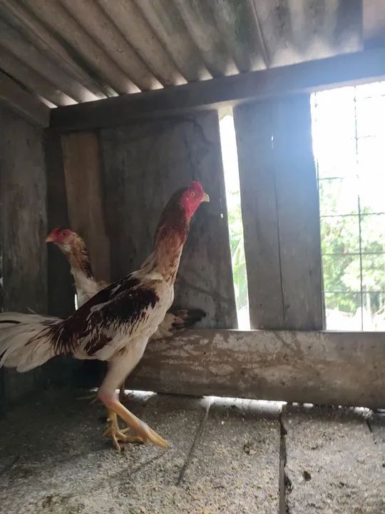 Frango de 8 meses  - Foto 3