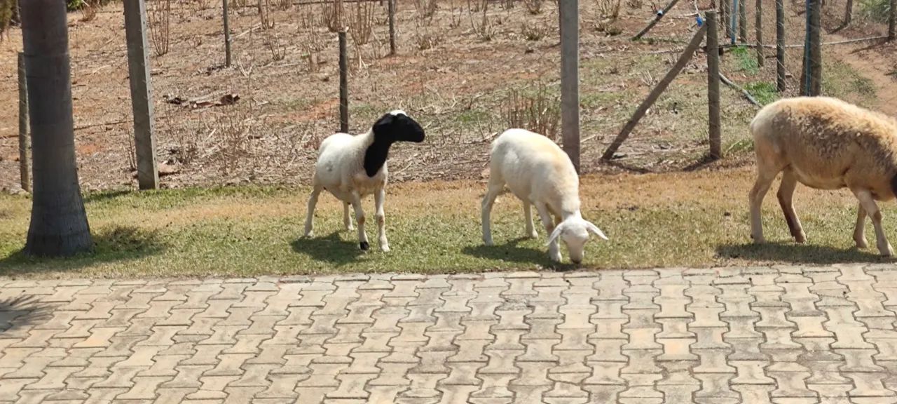 Carneiro dorper e white dorper para venda - Foto 3