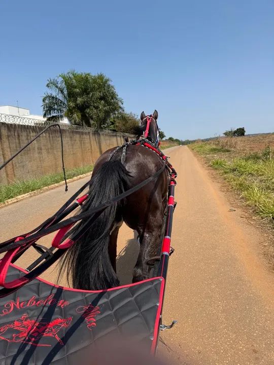 cavalo american trotter 8 anos - Foto 3