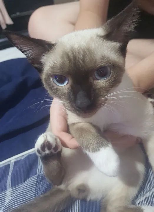 Gatinho Siamês disponível para adoção