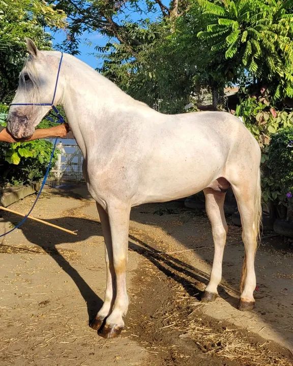 MANGALARGA MARCHADOR FILHO DE FAVACHO ÚNICO - Foto 4