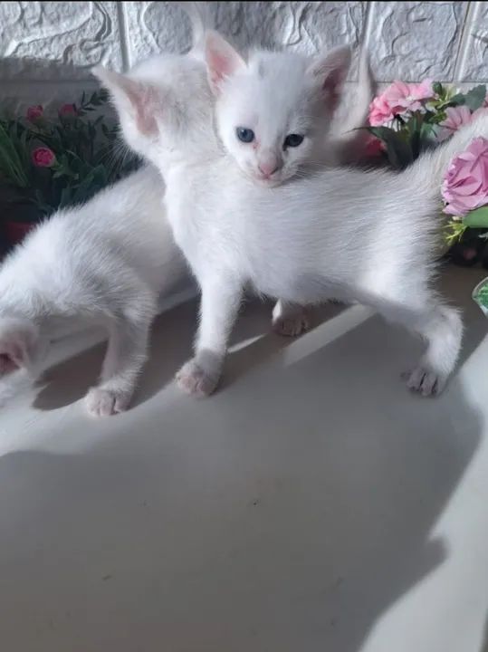 Lindos gatinhos branquinhos