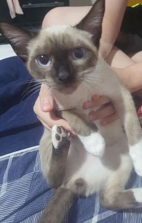 Gatinho Siamês disponível para adoção - Foto 3
