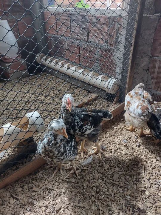 GSB GALINHA SERTANEJA BALÃO