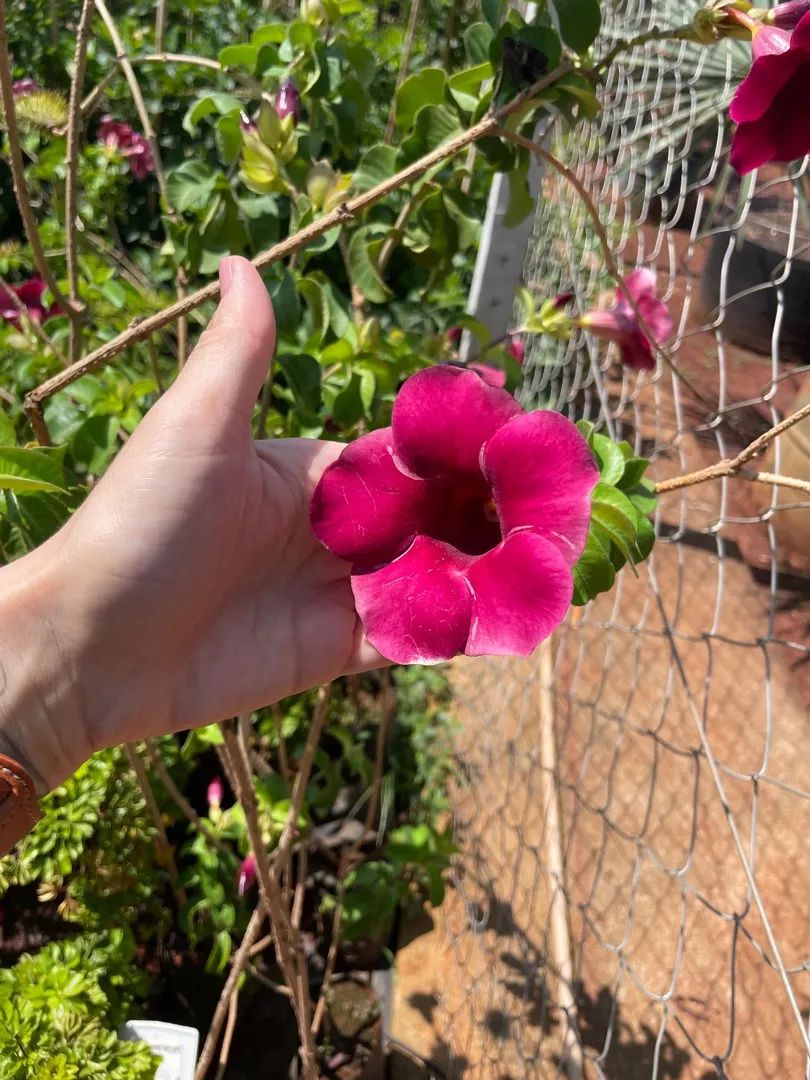 Mudas de Alamanda Amarela, Rosa e Roxa. Flores Lindas e Vibrantes!