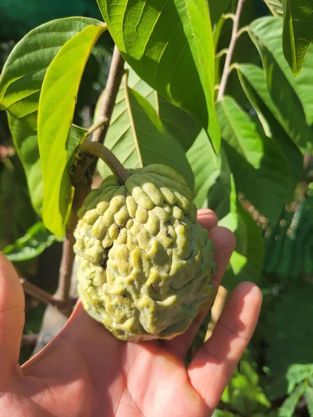Mudas Frutíferas Enxertadas 