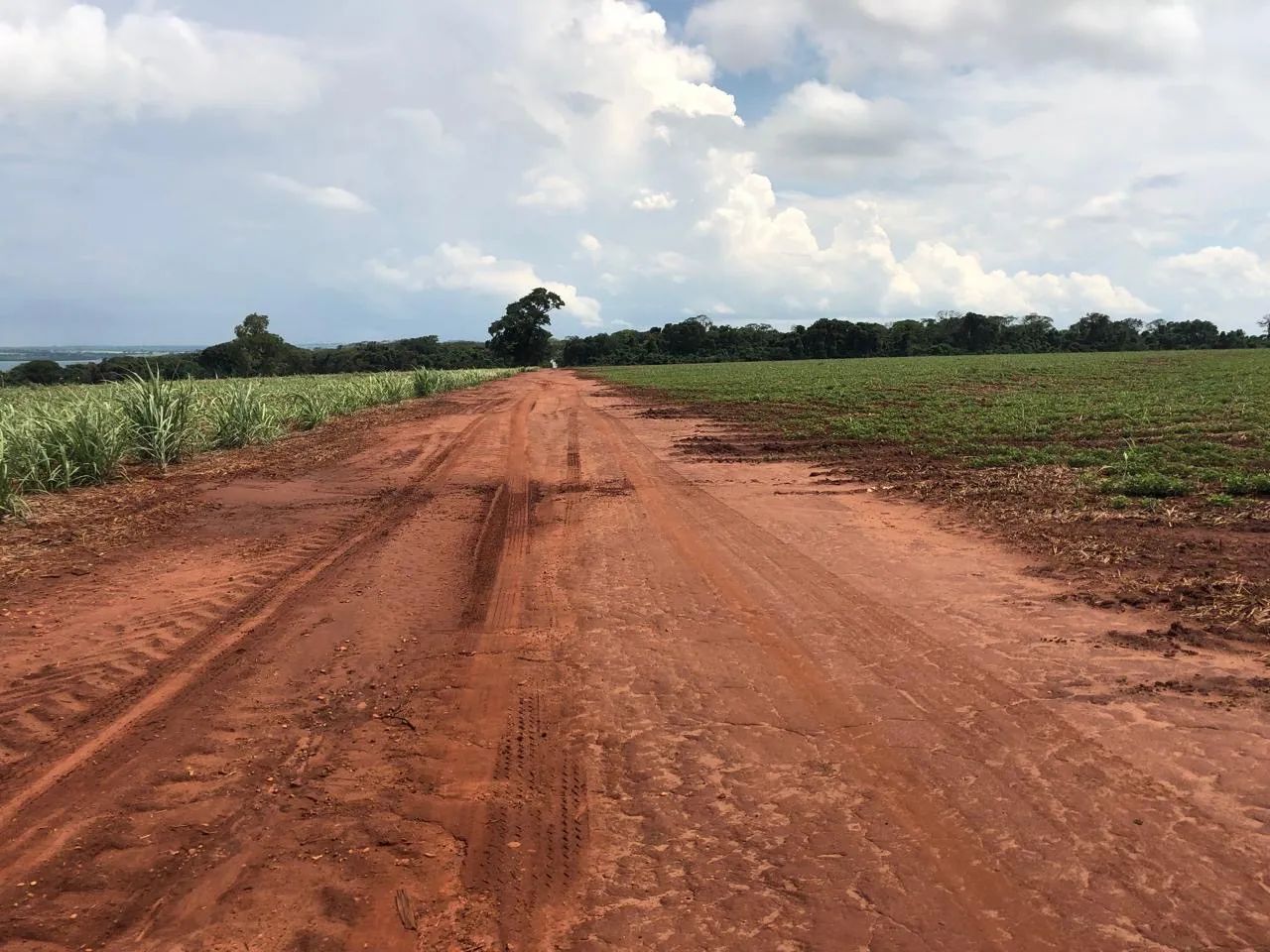 Fazenda em carneirinho na cana 
