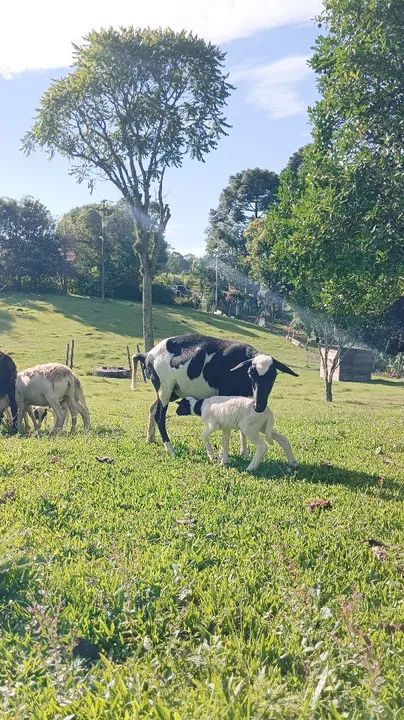 Venda de carneiros raça dorper com Santa Inês  - Foto 3