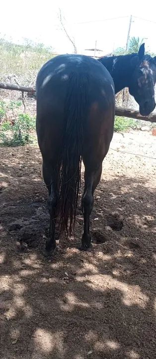 Potra 1/2 com papel - Foto 3