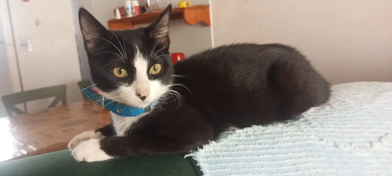 Gato frajola (macho)