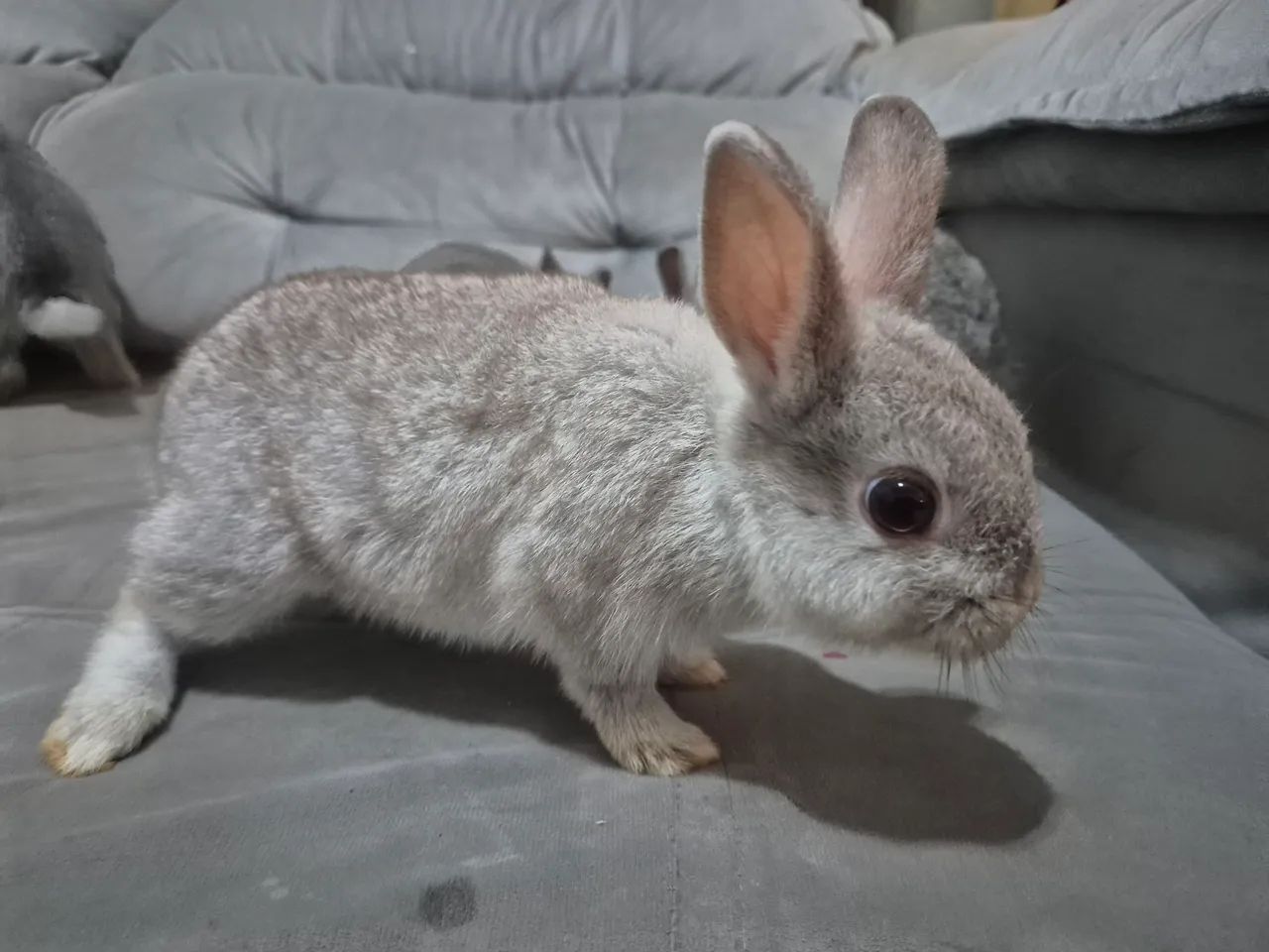 Mini Coelho - Foto 4