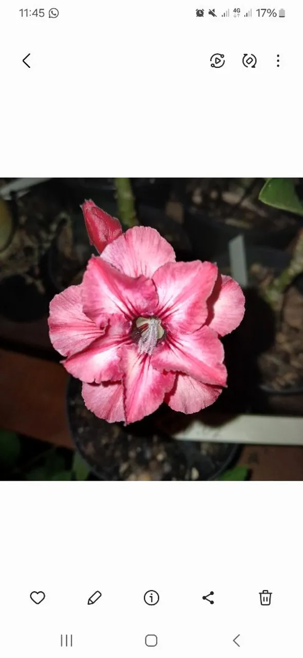 Linda Flor de Adenium de Enxerto
