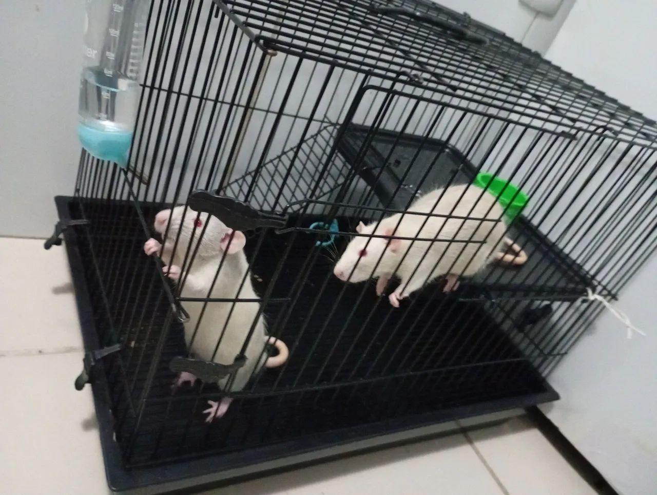 Vendo gaiola+ratos+ração 