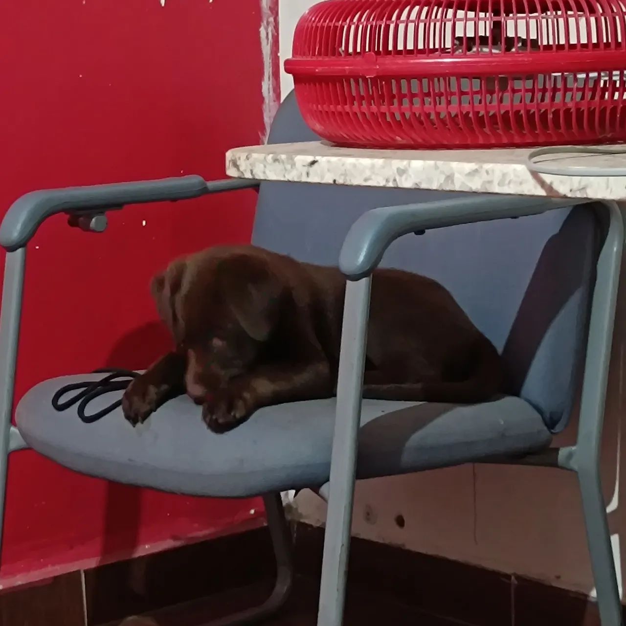 Doação de labrador  - Foto 2