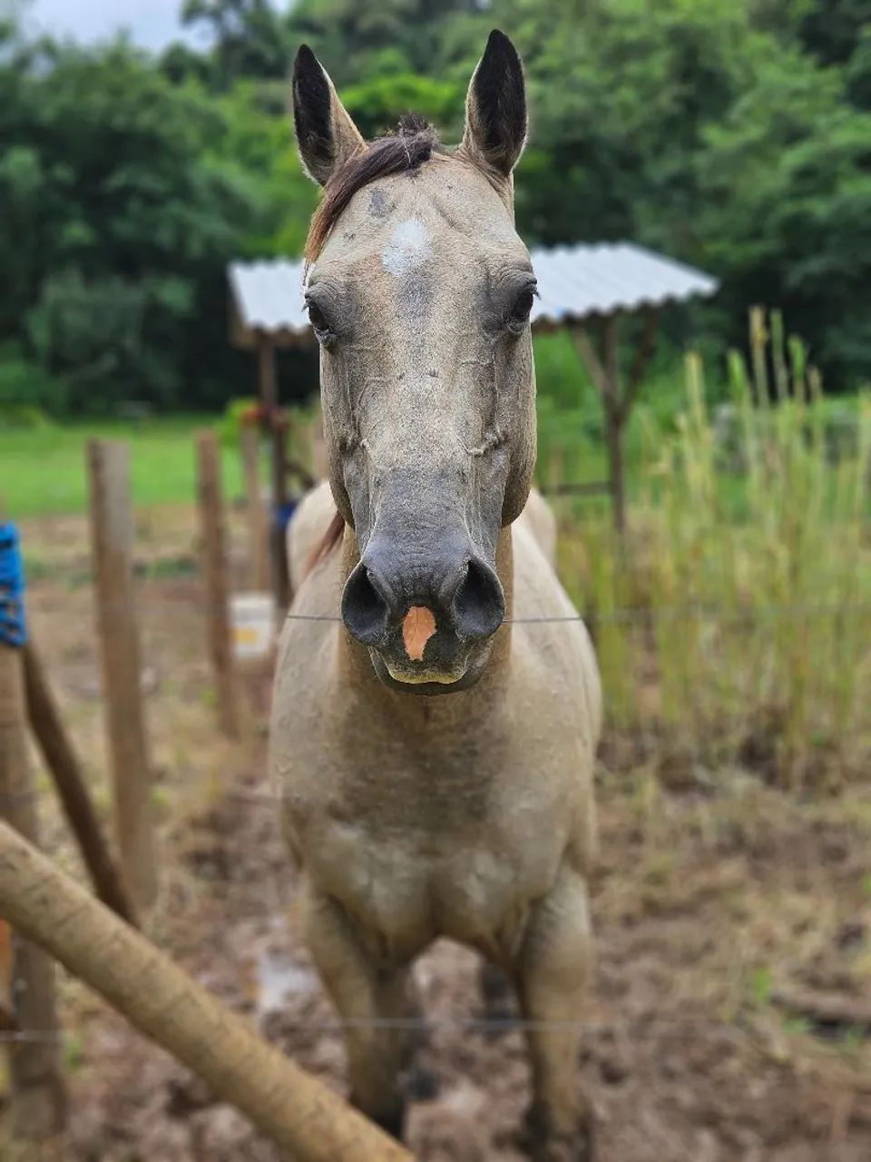 Cavalo Quarto de Milha