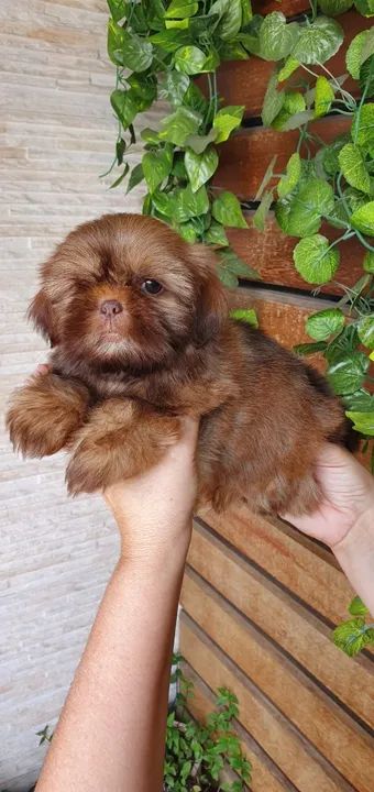 Shih-tzu macho solido