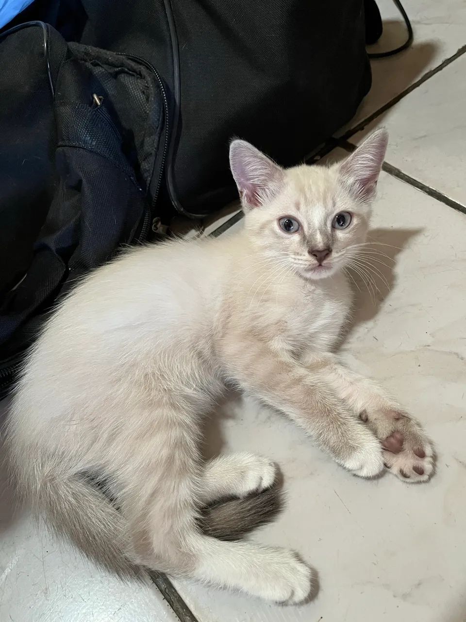 Adoção de gatos  - Foto 5