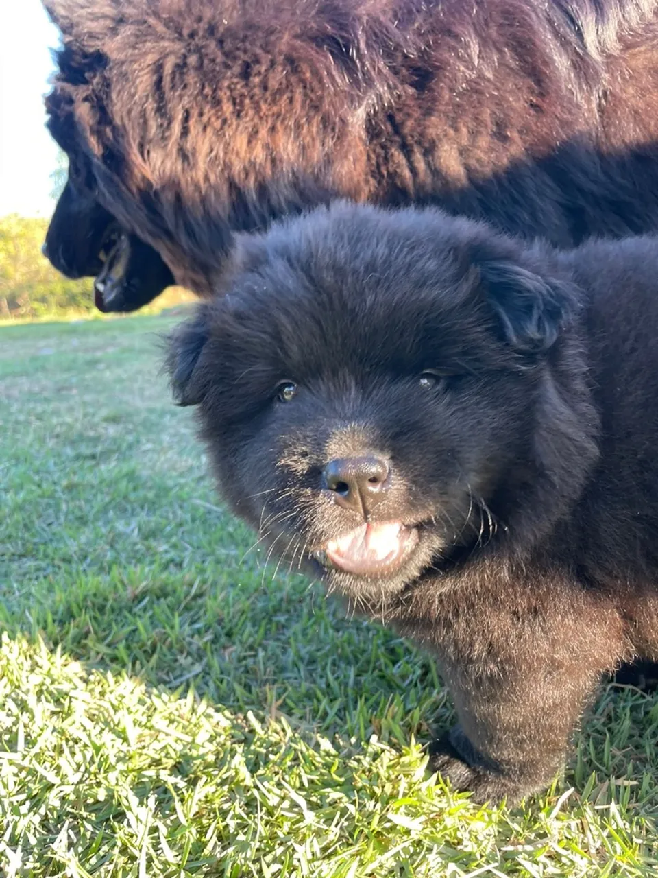 Chow chow 700 é fêmea