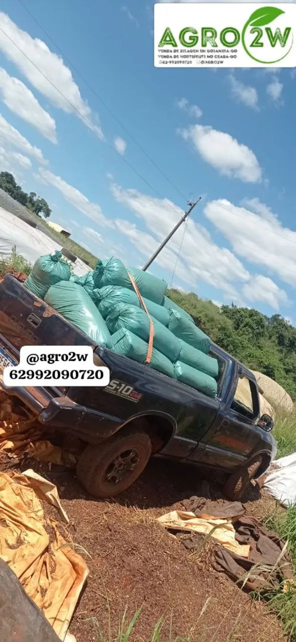 Silagem de milho na promoção  - Foto 5