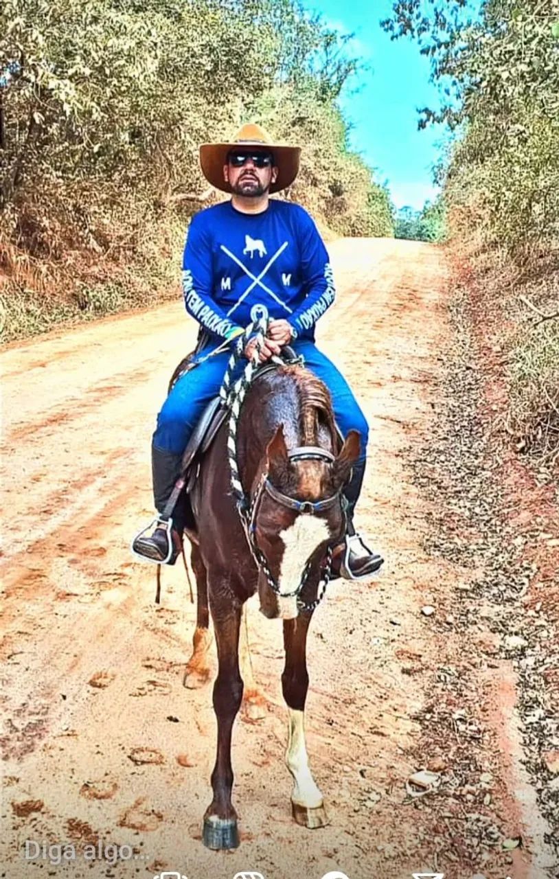 Cavalo Mangalarga Marchador P - Foto 4