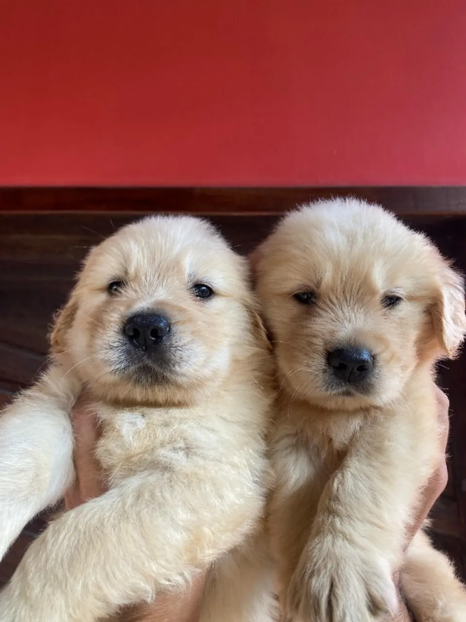 Filhotes de Golden retrivier