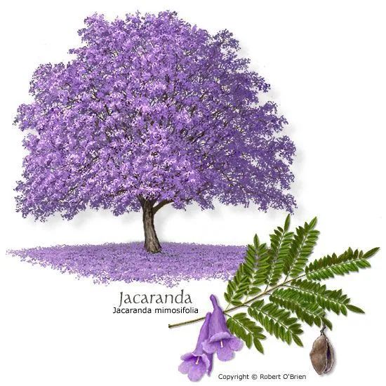 Jacarandá-mimoso