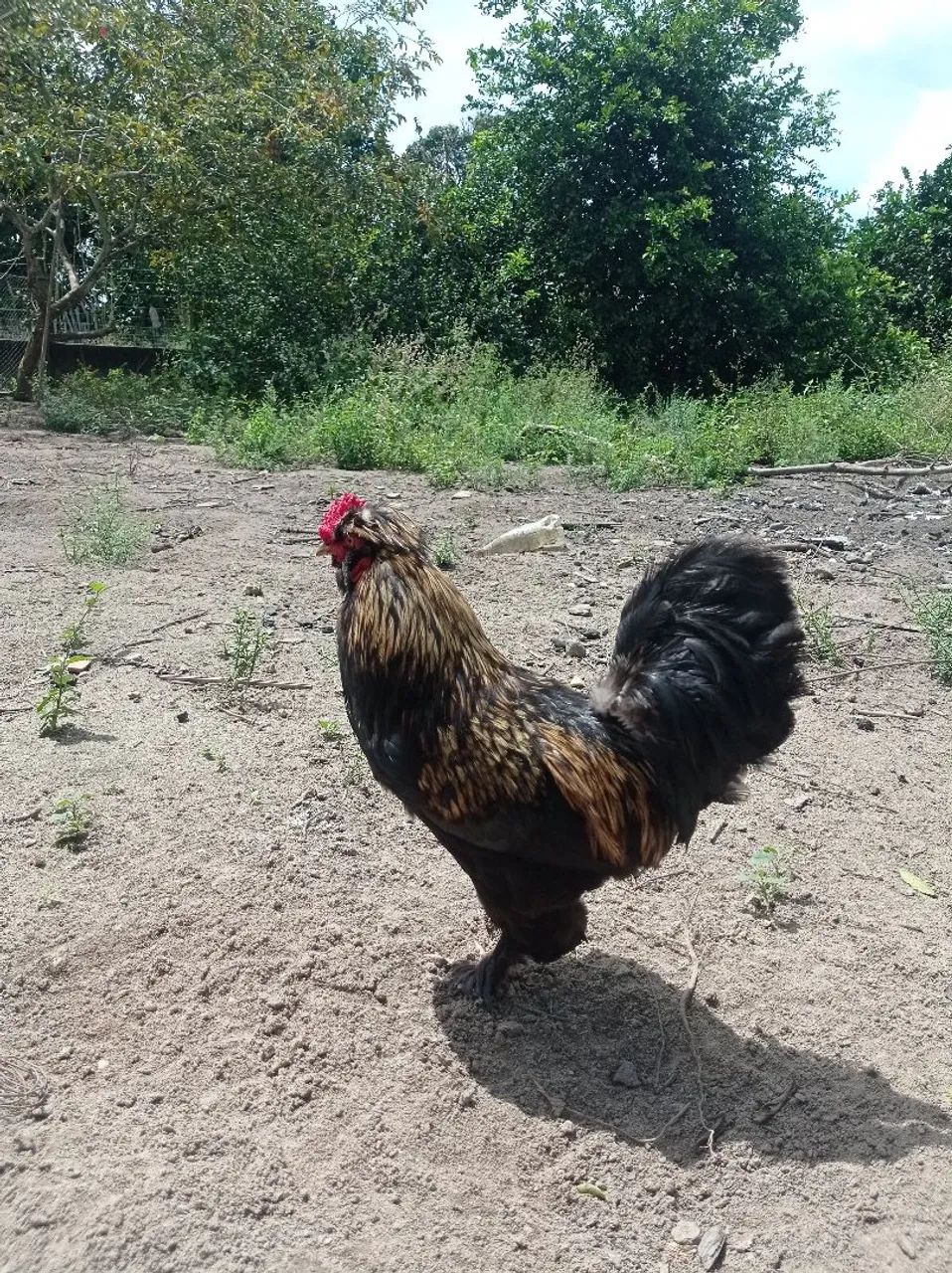 Vendo Galinhas e Galos de todo tipo  - Foto 2