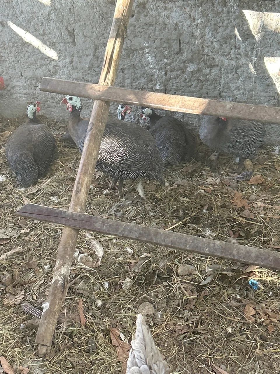 Casal de Gansos Adultos - 300,00 - Foto 5