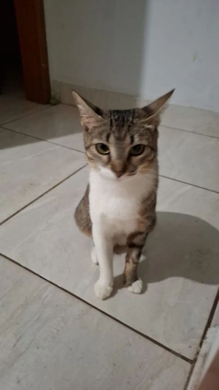 Doação de gata linda e castrada - Foto 3
