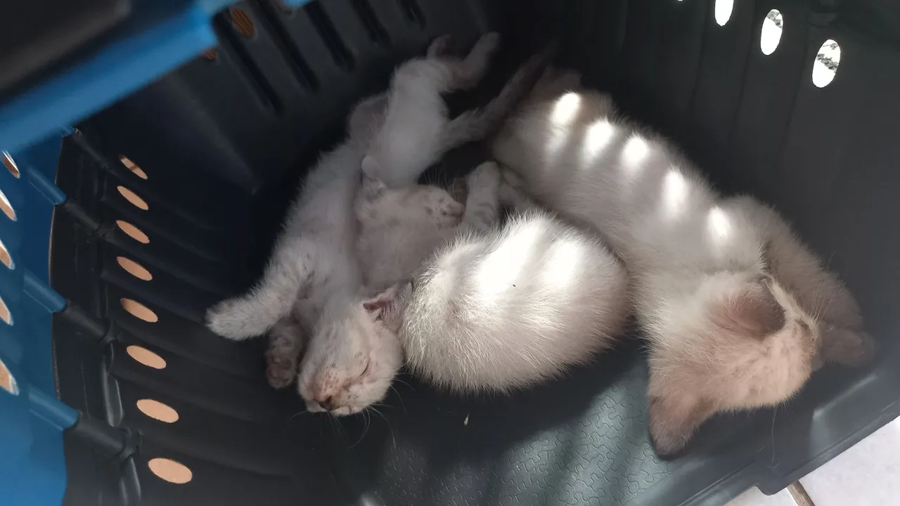 Três Gatinhos Lindos para Adoção