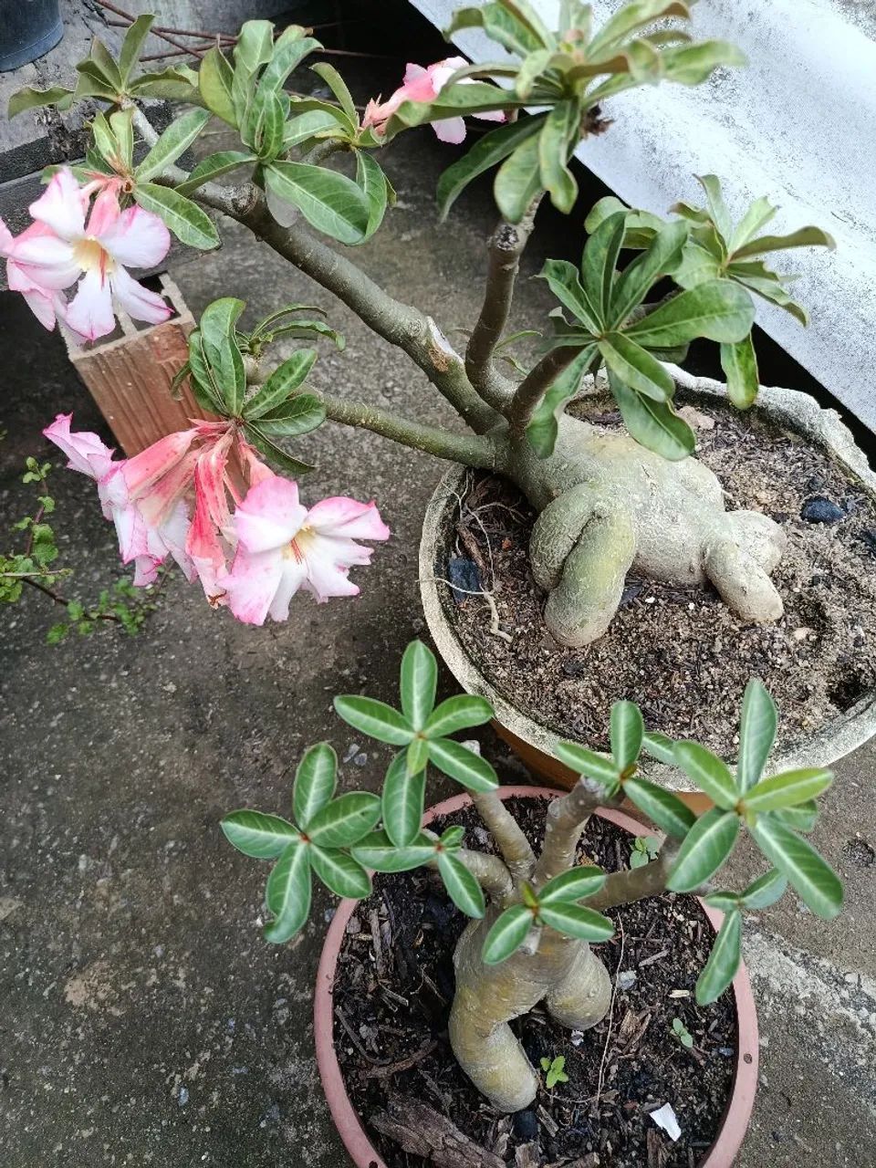 4 rosas do deserto por 80 .