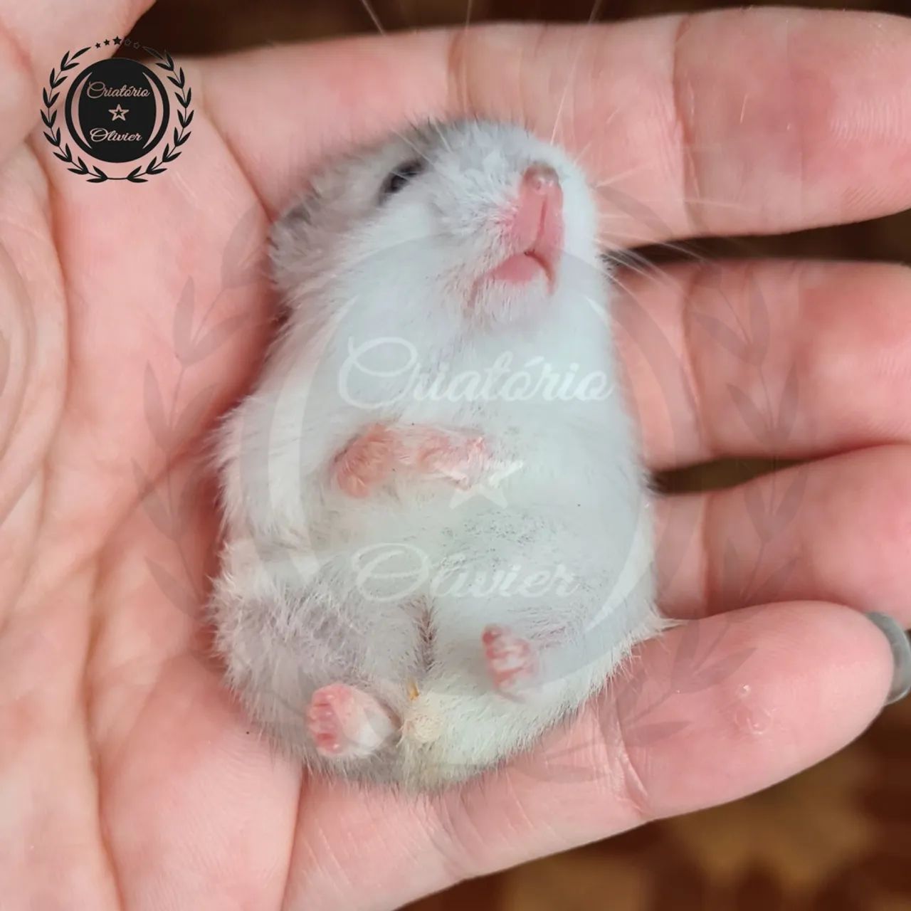 Hamsters Anão Russo disponíveis  - Foto 6