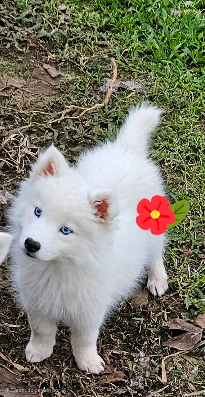 Husky siberiano Fêmeas pppBrancas. Alto padrão