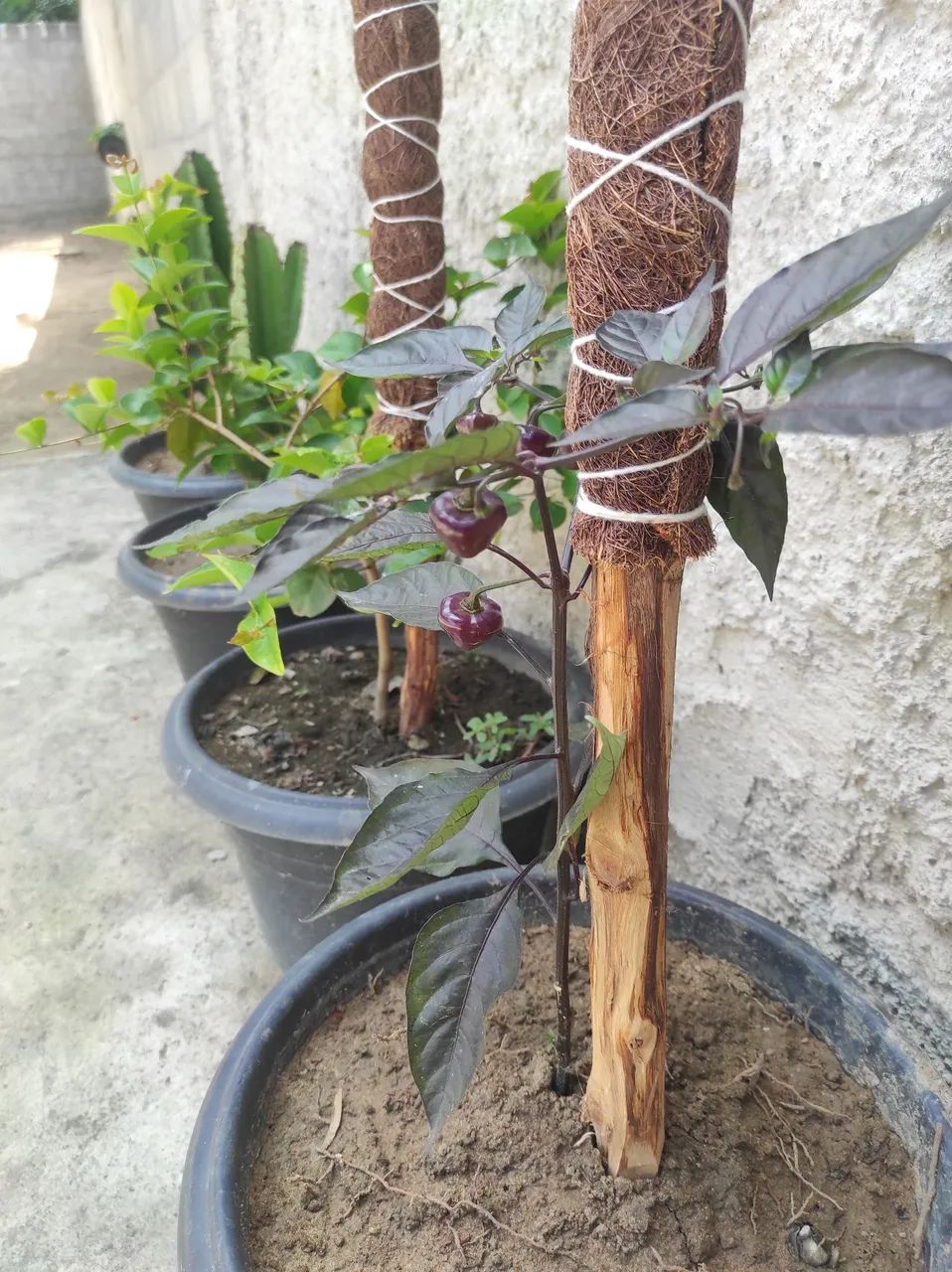 TUTOR PARA PLANTAS  - Foto 4