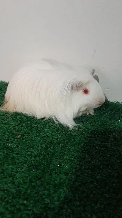 Porquinho da india de raça  - Foto 5