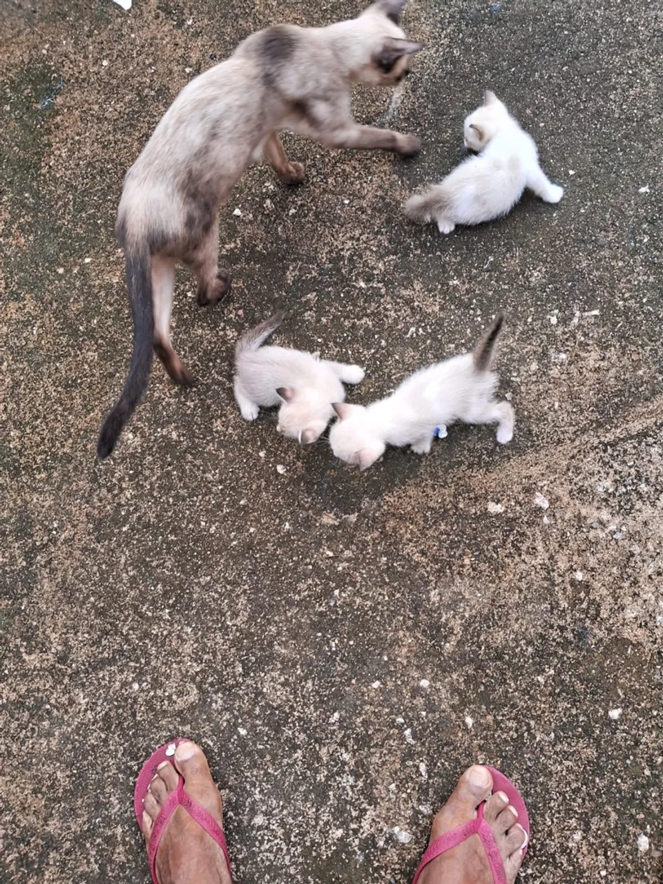 Gatinhos fofinhos para adoção