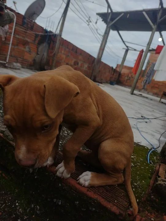 Vendo American Bully puro fêmea  - Foto 4