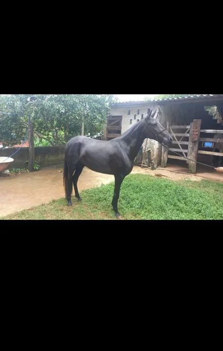 Potra registrada - Foto 5