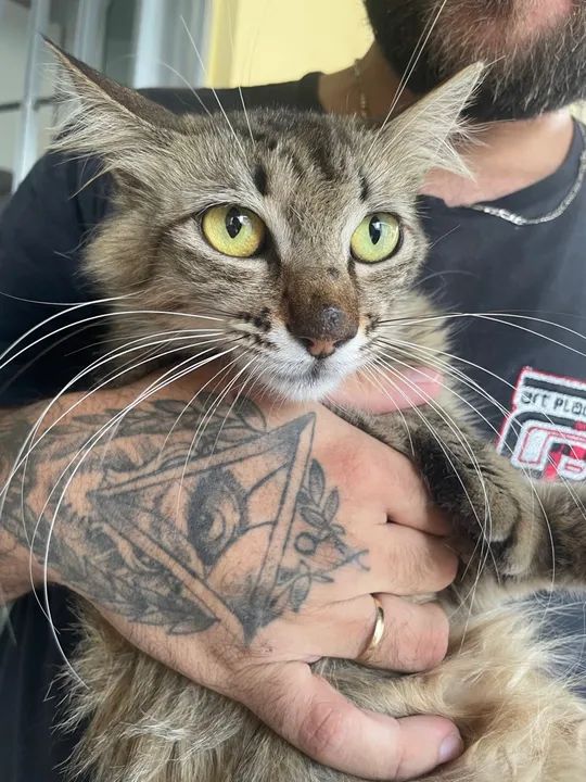 Gata fêmea castrada para adoção 