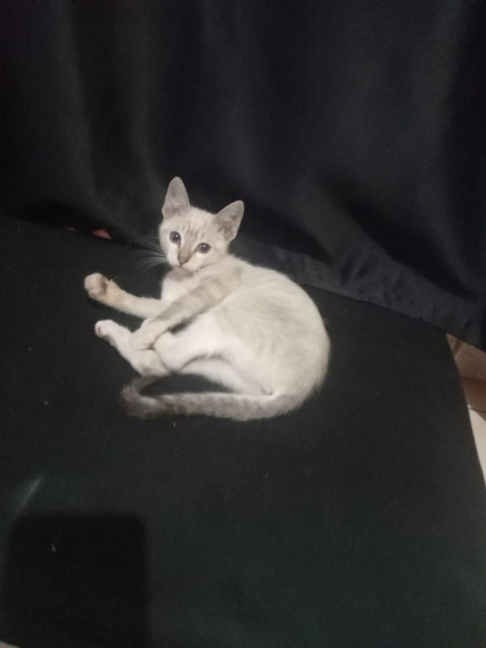 Gatinho filhote cinza para adoção