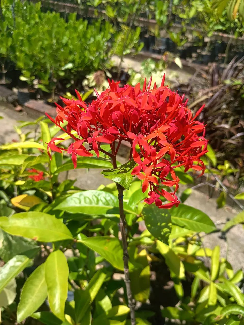 Ixoria imperial  - Foto 2