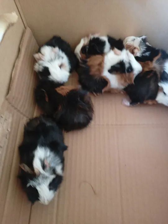 Prea - porquinhos da Índia  - Foto 5