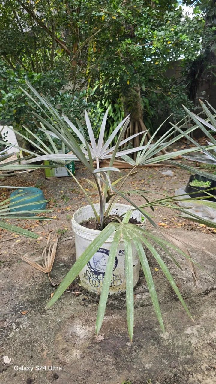 Palmeira azul - Foto 2