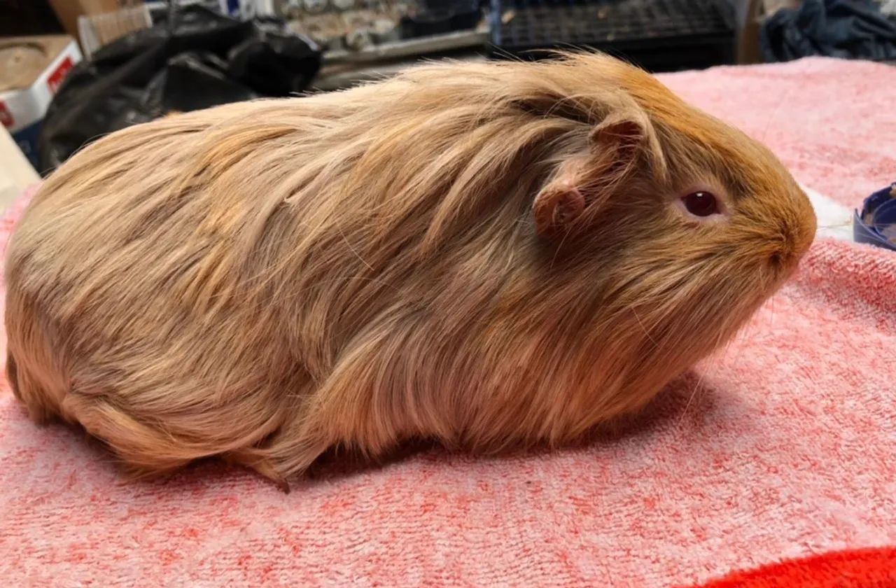 Porquinho da Índia- Sheltie - Foto 2