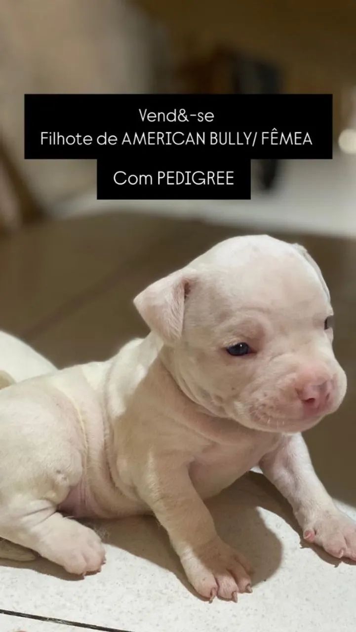 Filhote de American Bully Fêmea - Foto 2