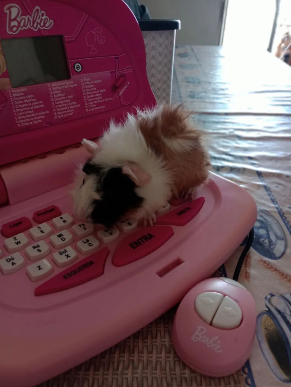 Porquinha fêmea com 60 dias.