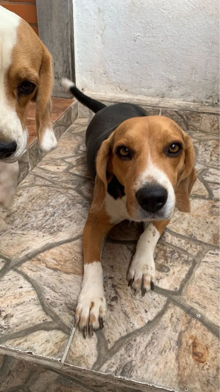 BEAGLE COM PEDIGREE | Casal Beagle  - Foto 6