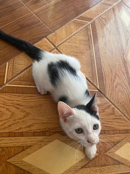 Gatinho Macho - Foto 5